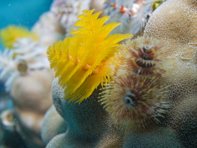 Christmas Tree Worm, White Rock